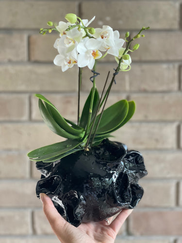 Base Alicia Negro Brillo
